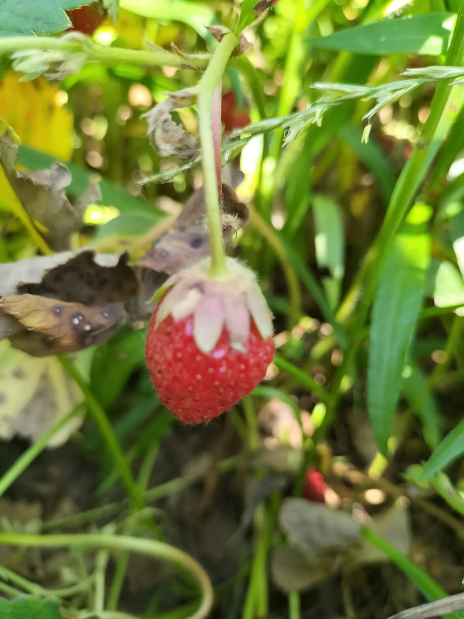 Reife Erdbeere im Beet