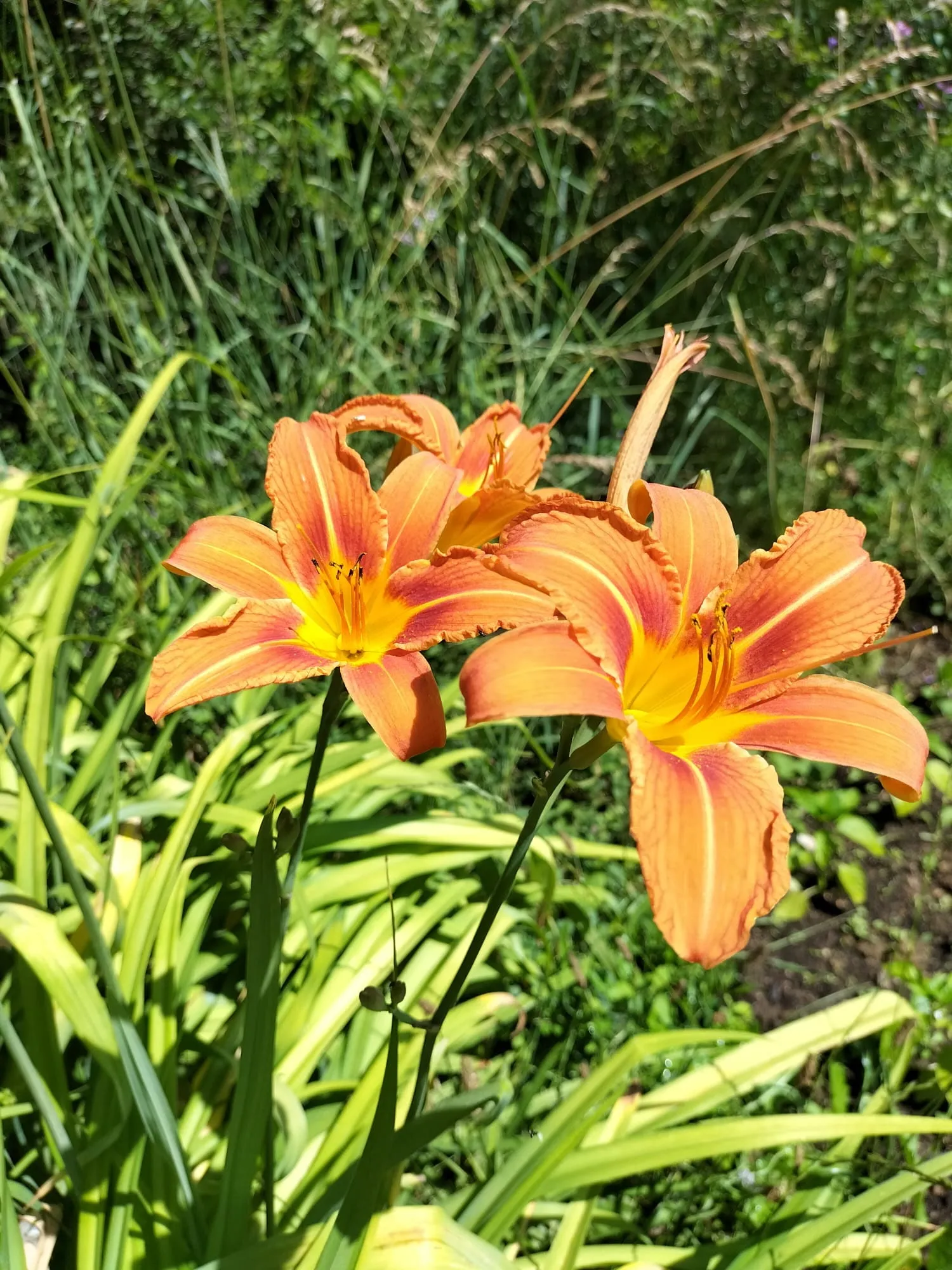 Taglilien in der Sommersonne