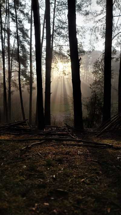 Baumstämme mit Sonne