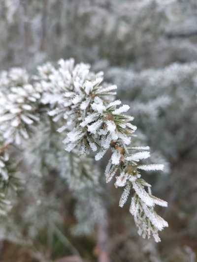Zweig mit Eiskristallen